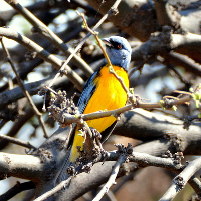 Blue and Yellow Tanager (2)